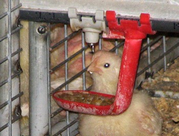 אפרוח שותה מטיפנית. כף הפלסטיק האדומה היא שכלול נפוץ של הטיפנית, שנועד למנוע דליפת עודפי מים לרצפת הלול....