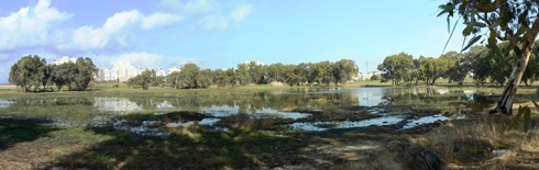 שלולית החורף בנתניה, שההחלטה לבנות לידה תביא לפגיעה קשה בחיי הבר במקום. (צילום: י. ש.)