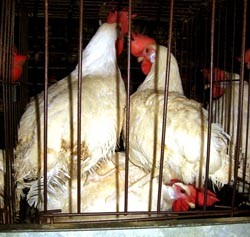 פיתרון (כואב) למחסור במרחב מחייה בכלוב: עמידה על התרנגולת החלשה