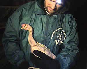 פעיל למען זכויות בעלי חיים מחלץ תרנגולת ללא נוצות.