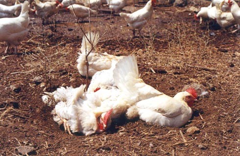 זכות הצבעה לתרנגולות היא אכן אבסורד, אך אין זה אבסורד גדול יותר מן הטענה, שמגיעה לי זכות לאמבטיות חול -...