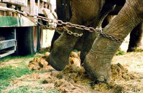 קשירות רגליים, כליאה בכלובים צרים והצלפות היו רק חלק מהתנאים הקשים שהתגלו בתצפיות שערכו הפעילים.