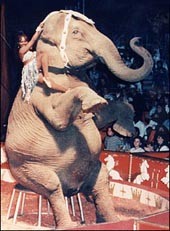 פיל בקרקס. הקרקס הוא אסון לבעלי החיים שמשתתפים בו.