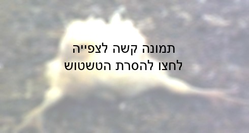 ברירה מלאכותית הופכת חיות ל רווחיות ובו-בזמן לחולניות, נכות וכואבות. תופעה כזו אינה מוכרת בהיסטוריה...