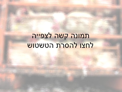 אין טעם לקבוע כמה תרנגולות מותר לדחוס בכל כלוב במשאיות ההובלה, למשל, כי קשה מאוד לפקח על כך; לעומת זאת, אם...