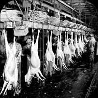 תיאורי התנאים הסניטריים של ייצור הבשר בספר חוללו סערה בארצות הברית