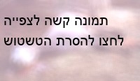 סוס מת לאחר שקרס כתוצאה מהמאמצים העצומים שאליהם נדרש