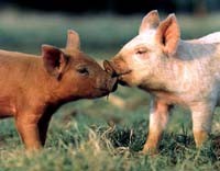 בטבע הם יצורים חברתיים סקרנים ופעלתנים, הנחשבים כאינטליגנטיים במיוחד.