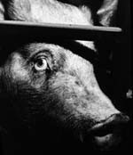 תעשיית החזירים