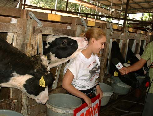  כואב לי לחשוב שהולכים לחתוך את הראש ולפשוט את העור לעגל ששיחק איתי כמו ילד. שמישהו הולך לאכול את הלשון...