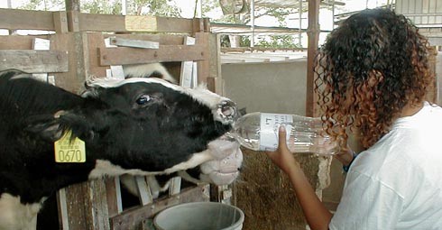  הם היו כל-כך צמאים, שהם לא חיכו שנמזוג להם את המים מהבקבוקים לדליים שלהם, הם פשוט התנפלו על הבקבוק...