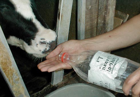 משקים את אחד העגלים