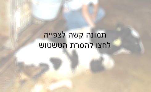 עגל חולה וחלש. המפרקים והעצמות של העגלים חלשים בגלל ההתערובת המלאכותית שבה הם מוזנים