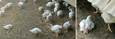 פטמים אורגניים בכפר יהושוע. מתקשים ליהנות מהחצר העומדת לרשותם בשל מבנה גופם המעוות. הם מרבים לרבוץ...