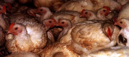 אוכלים זה את זה