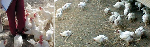 שתי התמונות צולמו במשקי עופות אורגניים סמוכים בכפר יהושוע ב-1.6.2001. בתמונה משמאל נראות תרנגולות מהזן...