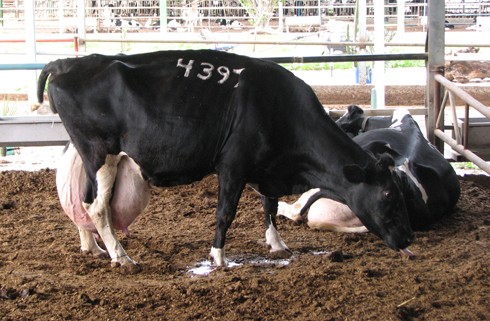 פרה מספר 4397. צילום: א'