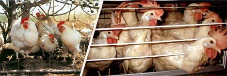 תרנגולות בכלוב סוללה, לצד תרנגולות מלול ללא כלובים.