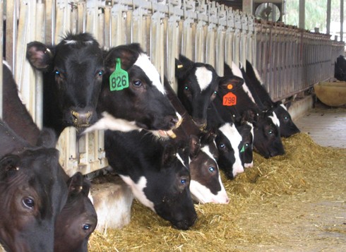 פרות באזור הכניסה לרפת