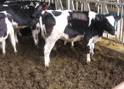 רצפת הרפת מכוסה בעיסה סמיכה של שתן, צואה ובוץ