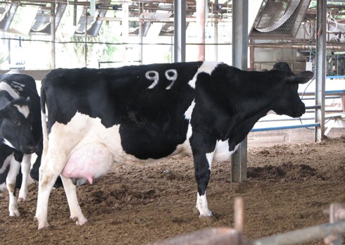 פרה ברפת. ריח הרפת הופך עם הזמן לסירחון איום