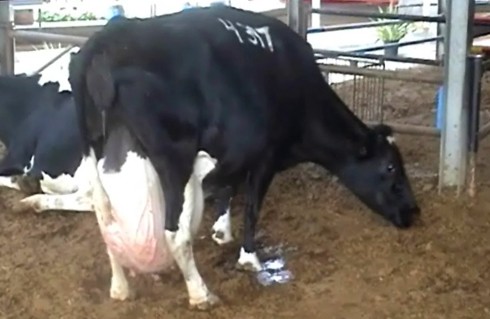 העטין כ כ גדול, עד שבעמידה רגילה רגליה מועכות אותו וקצת נלחצות לפישוק מתמיד.