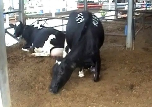 סיבוב של 180 מעלות- תנועה ברורה מאליה לכל חיה בריאה, אבל משימה כבדה מאוד לפרה הזו.