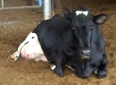 פרה 4397. אינה יכולה לרבוץ ישר על הבטן כי משקל הגוף שלה ימחץ את העטין.