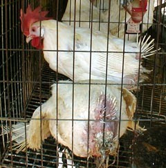 תרנגולות בכלוב סוללה. קצת ההטלה האינטנסיבי גורם מצוקות פיזיות קשות ביותר.