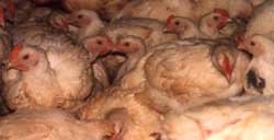 תרנגולות בחושך נמצאות בתנאי צפיפות גבוהים