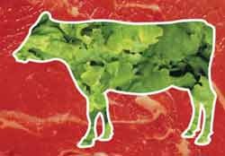 קווי מתאר של פרה שבתוכה חסה ומחוץ לה בשר