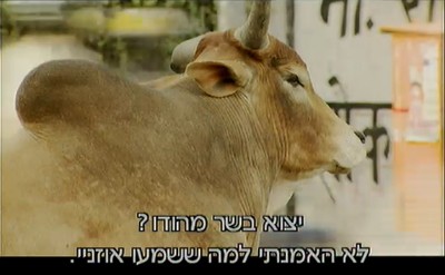 מתוך: פרות משוגעות או קדושות? (וואלה! / yes)