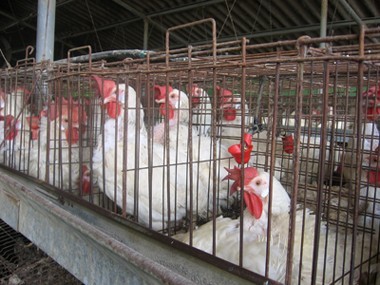 תרנגולות בכלוב סוללה. השירותים הווטרינריים לא פנו לקבל את חוות דעתה של הממונה על חוק צער בעלי-חיים בנושא,...