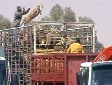 כבשים שהובלו מאוסטרליה נפרקים בנמל אילת. מעברי הנמלים הם בין התחנות שבהן מחייב החוק בדיקה וטרינרית. אולם...