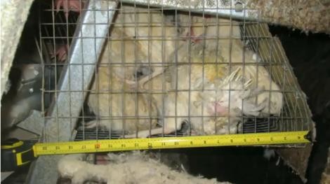 תמונה מתוך החקירה, המציגה כלוב באורך כ-51 ס מ ובו כלואות מספר תרנגולות. כל הצילומים בכתבה זו לקוחים מתוך...