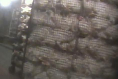 כלובים המיועדים להובלת תרנגולת צעירות אל משק ההטלה. בכל אחד מהכלובים דוחסים עד 14 תרנגולות.