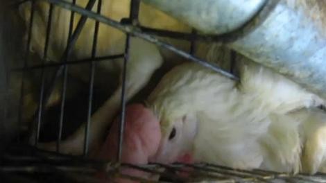 תרנגולות שרגליה הסתבכו בסוגרי הכלוב וכתוצאה מכך היא אינה מסוגלת לזוז. תרנגולות במצב כזה צפויות להירמס...