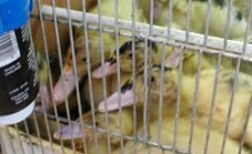 אפרוחי ברווז נחקים בתוך כלוב כדי להגיע למיכל מים.