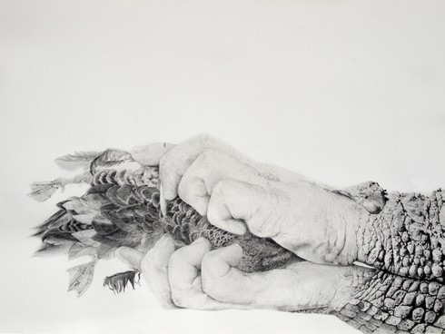 דנה הראל, Crocodylus niloticus, רישום, 2008. באדיבות גלריה פרי נוריס והאמנית.