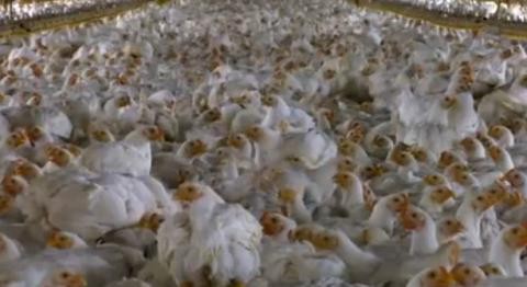 צילום מתוך הלול של קרול מוריסון, היחידה מבין עשרות הלולנים שפגש צוות ההפקה, שנאותה לאפשר לצלם במשק שלה....