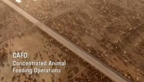 האבסת עגלים במזון מרוכז מבחינה קלורית במקום לאפשר להם לרעות, מאפשרת עלייה מהירה במשקל בעלות נמוכה, אבל...