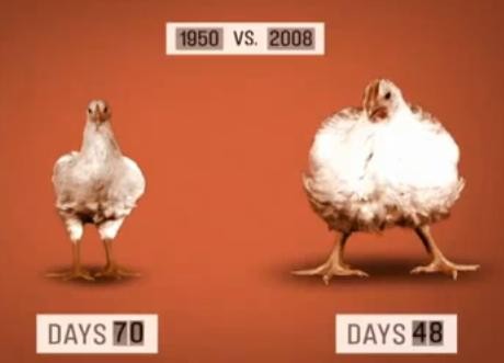 המחשה מתוך הסרט להבדלים בגדילה של קווי תרנגולים מודרניים מול זנים שעברו פחות ברירה מלאכותית. זני...