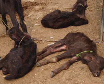 עגלים שנולדו לפרות בתעשיית החלב, מתוך דו ח PETA על תעשיית החלב ההודית.