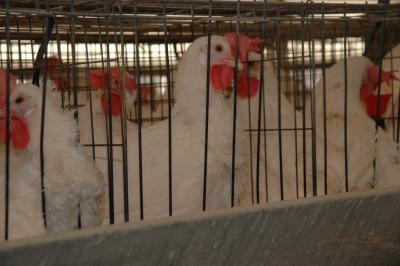 כלוב סוללה בכפר הנוער מאיר שפיה, מרץ 2009