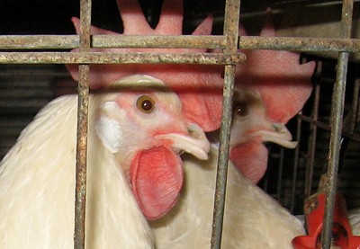 תרנגולות קטומות מקור בלול סוללה במושב בשרון, ינואר 2010.