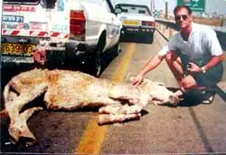 תמונות: העמותה להגנת הסוס בישראל