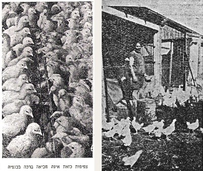 מימין: לול משנות הארבעים; משמאל: צפיפות כזאת אינה מביאה ברכה בכנפיה – צילום אילוסטרציה במשק העופות, כרך...