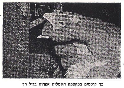 מתוך: ד. גלזמן, נ. רנד וי. זמברג, כיצד לגדל הודיים בהצלחה , הוצאת המשק החקלאי , 1961, עמ' 49.