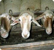 כל היצורים החשים זכאים לחיות את חייהם ברווחה, בהתאם לצרכים שלהם. כבשים צפופות במשק