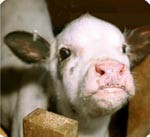 עגל סגור במשק